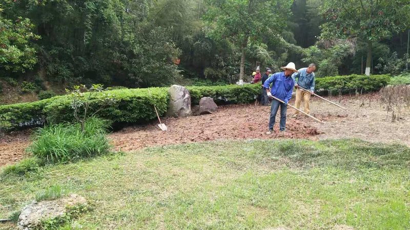 垂直绿化施肥频率解析与关键注意事项