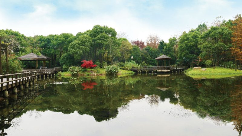 庭院花境配色技巧，打造四季如春的家居美景